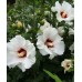 Гибискус сирийский Ред Харт (Hibiscus syriacus Red Heart)